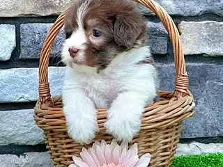 Havanese dogs Macey - Ad 1