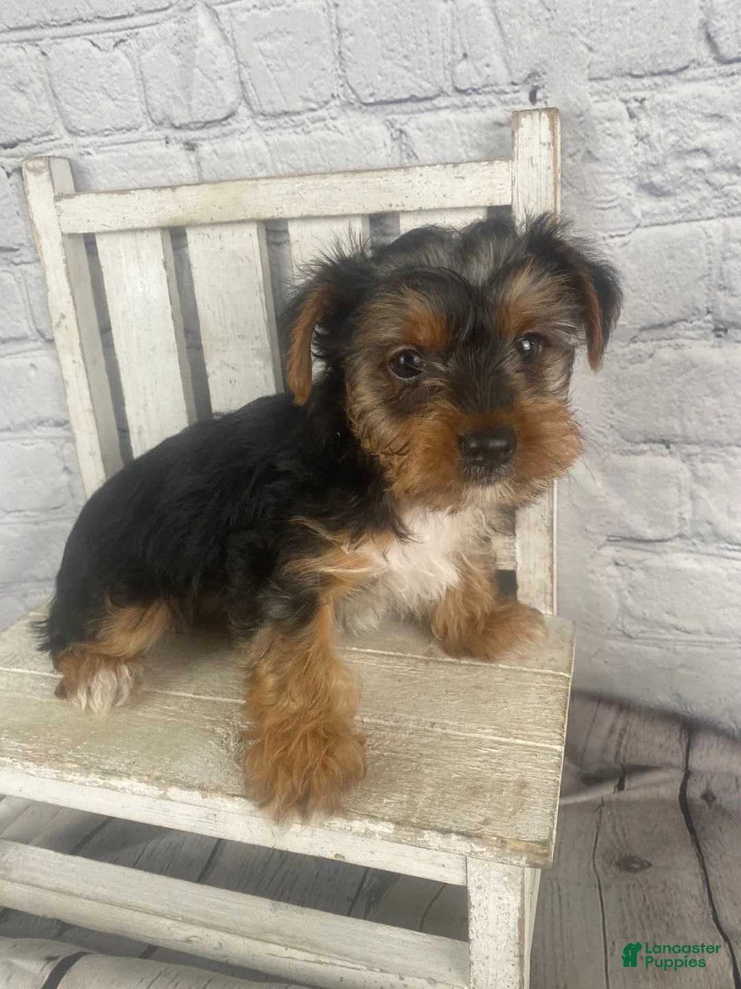 Yorkshire Terrier dogs for sale: Lisa - Ad 1