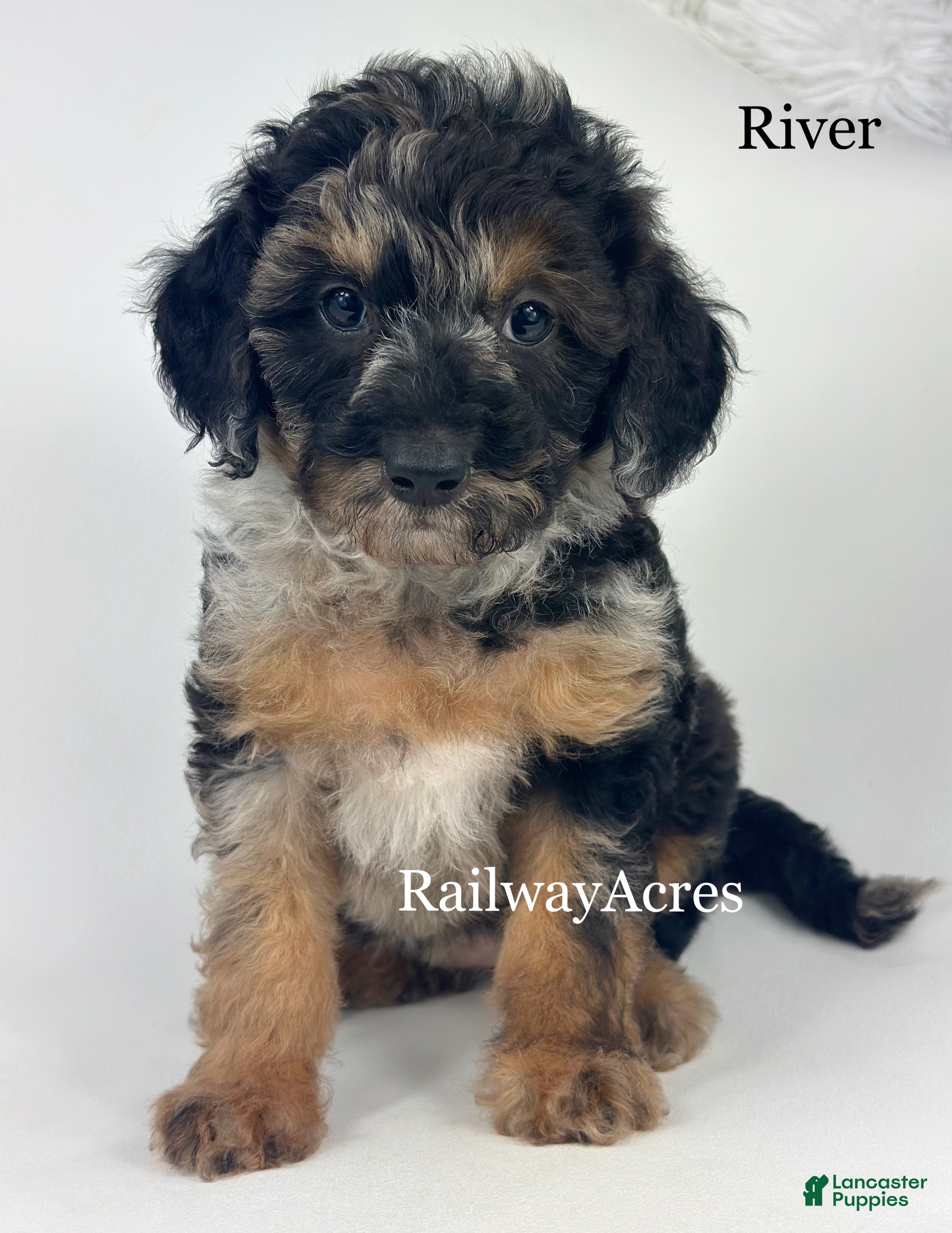 Goldendoodle dogs River - Ad 8