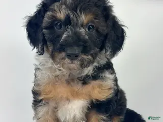 Goldendoodle dogs River - Ad 8