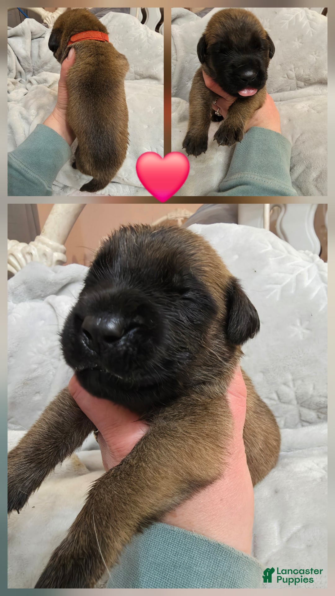 English Mastiff dogs for sale: Red Collar - Ad 1