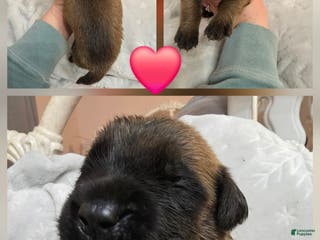 English Mastiff dogs for sale: Red Collar - Ad 3