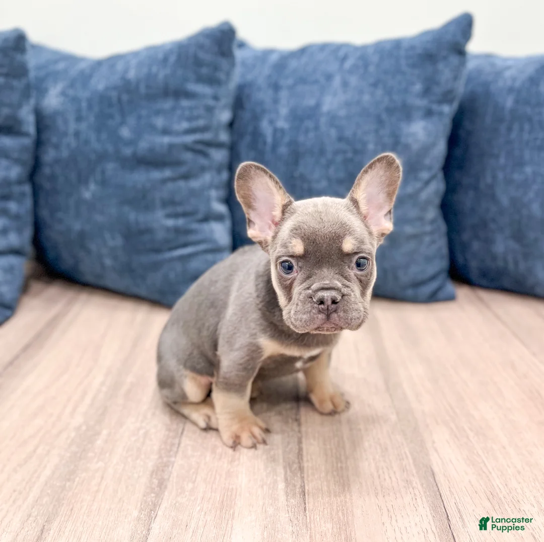 French Bulldog dogs for sale: Marco - Ad 3