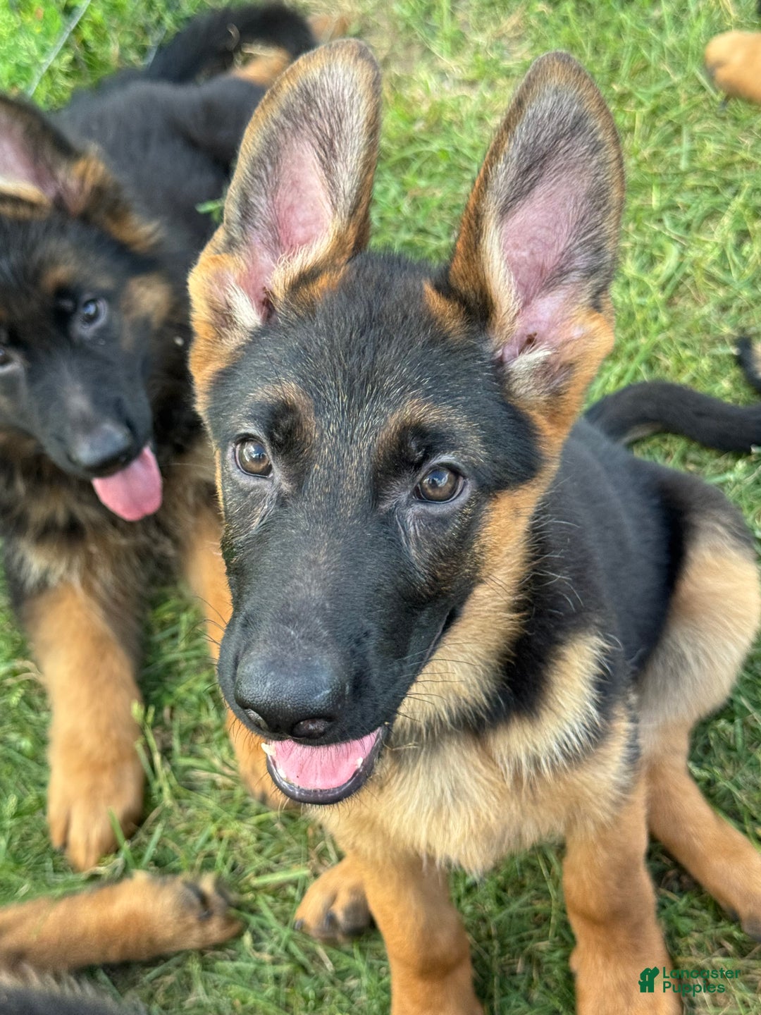 German Shepherd dogs for sale: German Shepherd Puppy 1 - Ad 4