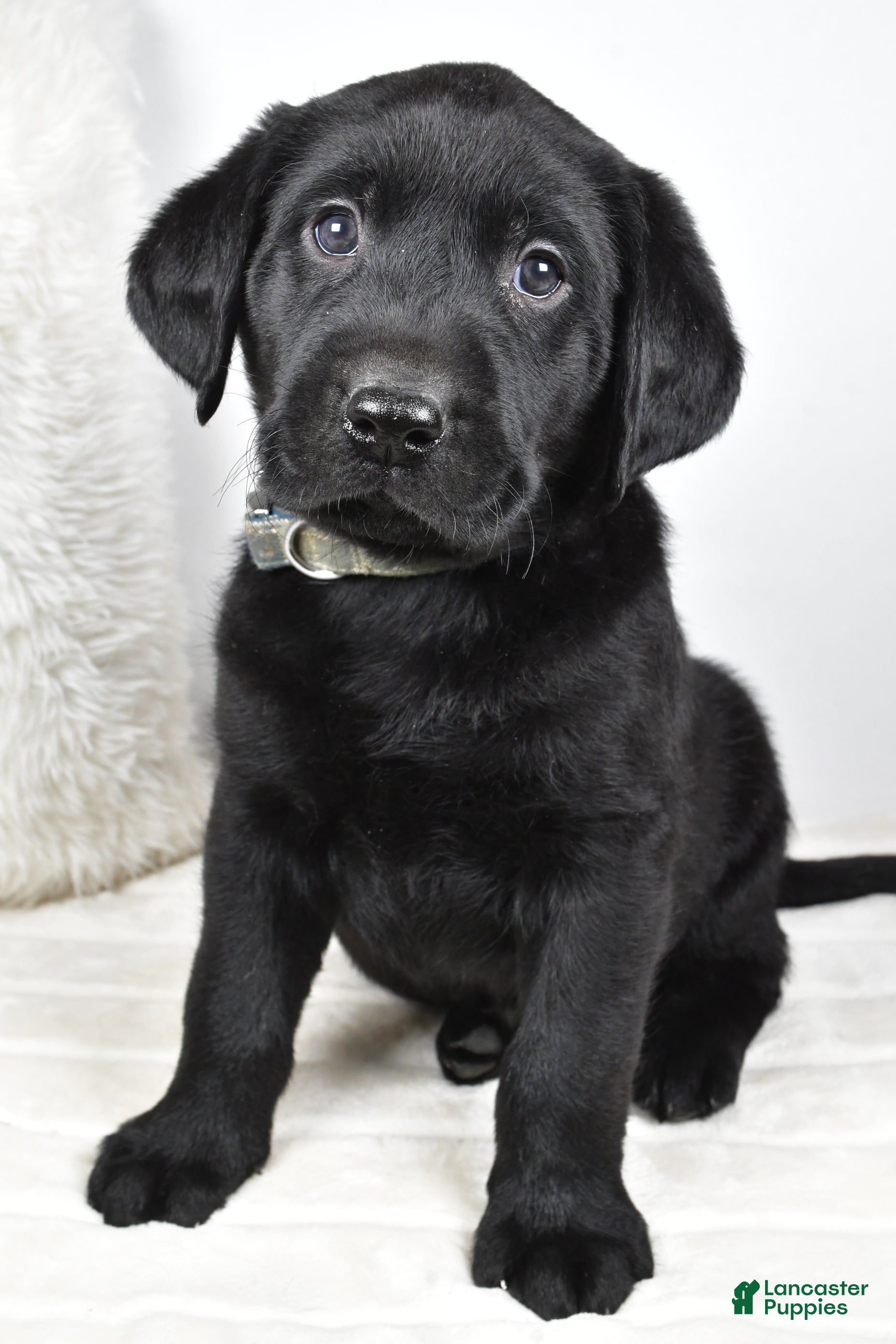 Labrador Retriever dogs Cooper - Ad 24
