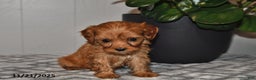 Cavapoo dogs for sale: Violet - Ad 5