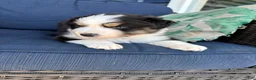 Australian Shepherd dogs for sale: Australian Shepherd-Mel - Ad 11
