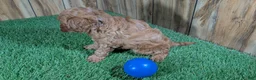 Cavapoo dogs for sale: LaRae's Boy - Ad 5