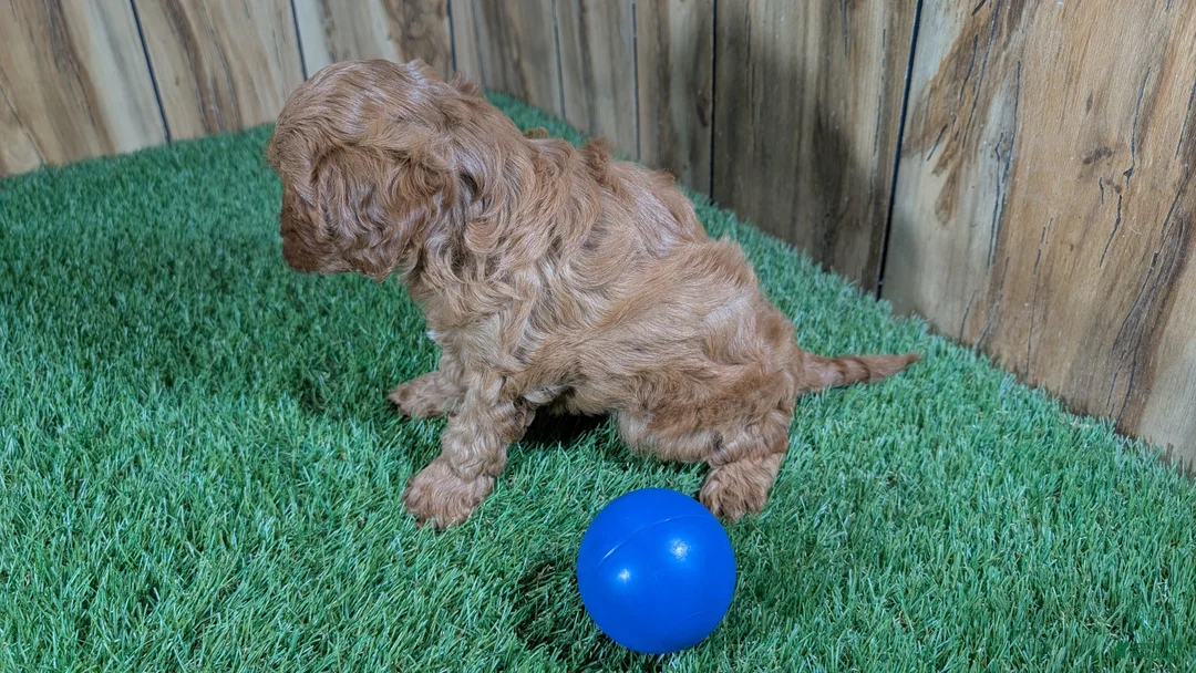 Cavapoo dogs for sale: LaRae's Boy - Ad 5