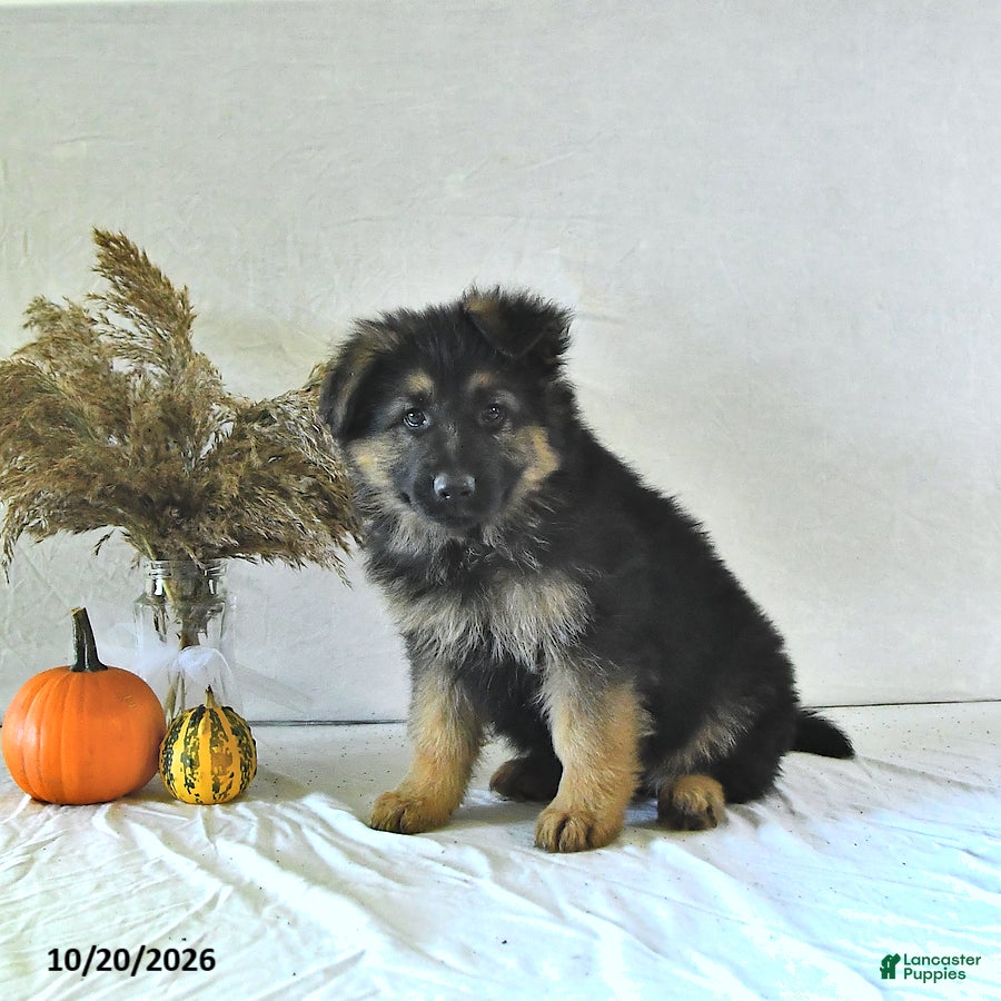 German Shepherd dogs Izzy - Ad 2