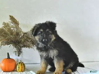 German Shepherd dogs Izzy - Ad 2