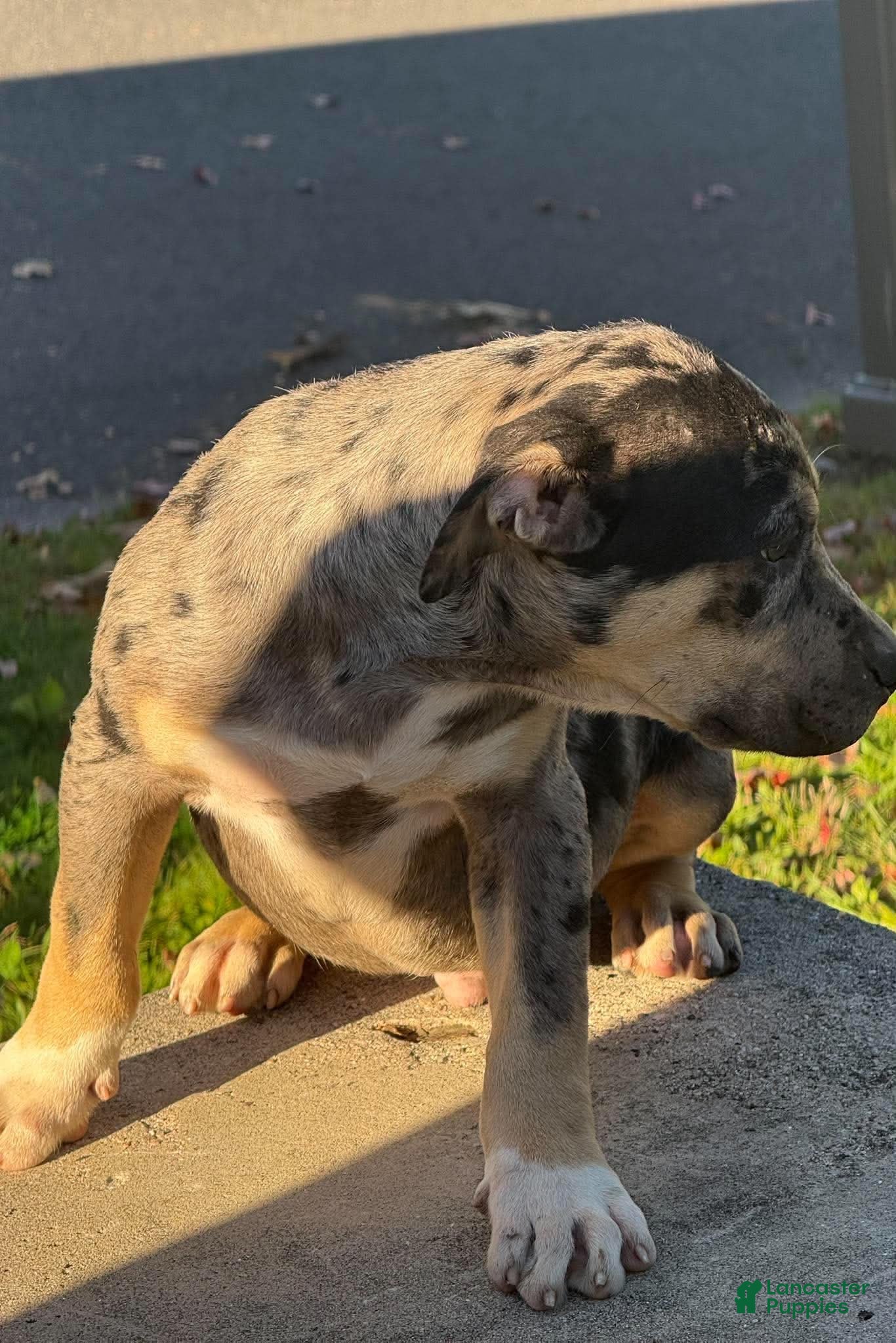 American Bully dogs for sale: Monopoly - Ad 1