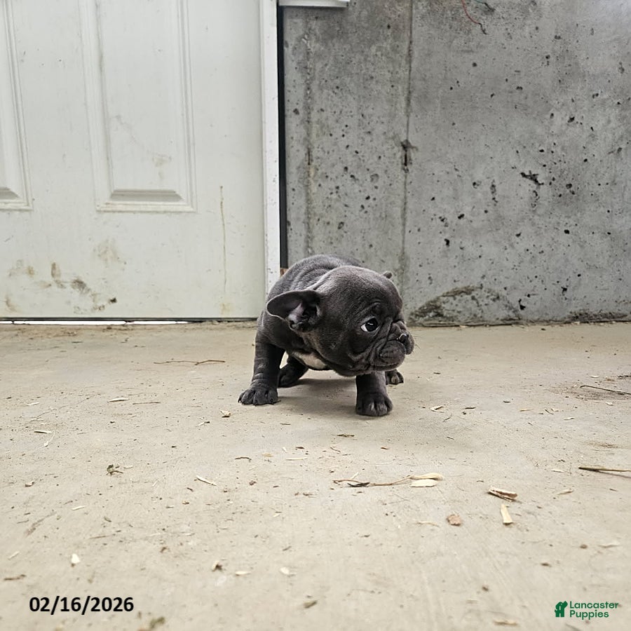 Frenchton dogs Bailey - Ad 2