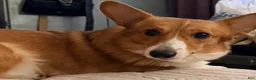 American Corgi dogs for sale: American Corgi 1 - Ad 5