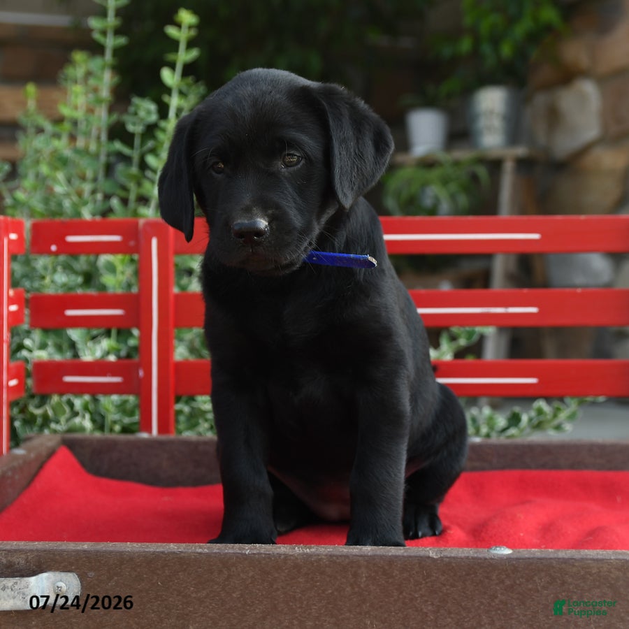 Labrador Retriever dogs for sale: Beauty - Ad 3