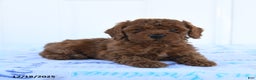 Miniature Poodle dogs for sale: Griffon - Ad 2