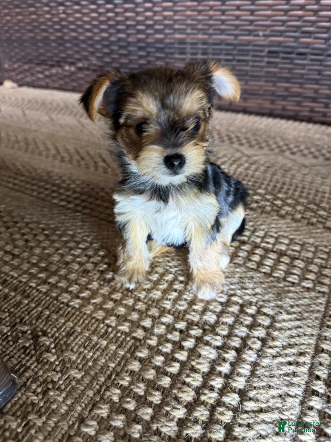 Yorkshire Terrier dogs for sale: Yorkshire Terrier Puppy 2 - Ad 1