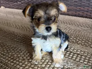 Yorkshire Terrier dogs Yorkshire Terrier Puppy 2 - Ad 5