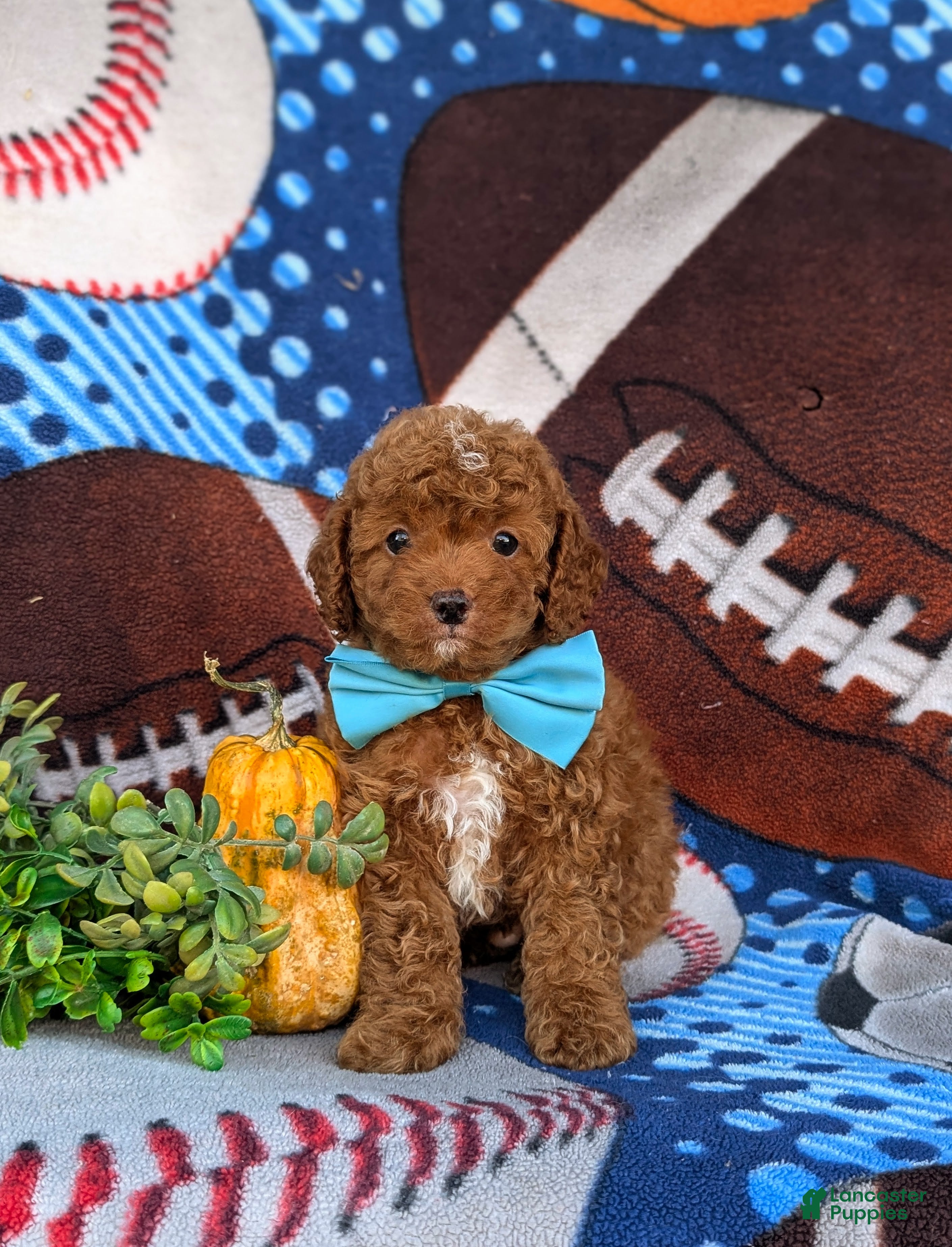 Cockapoo dogs for sale: Finnegin Hypoallergenic - Ad 2