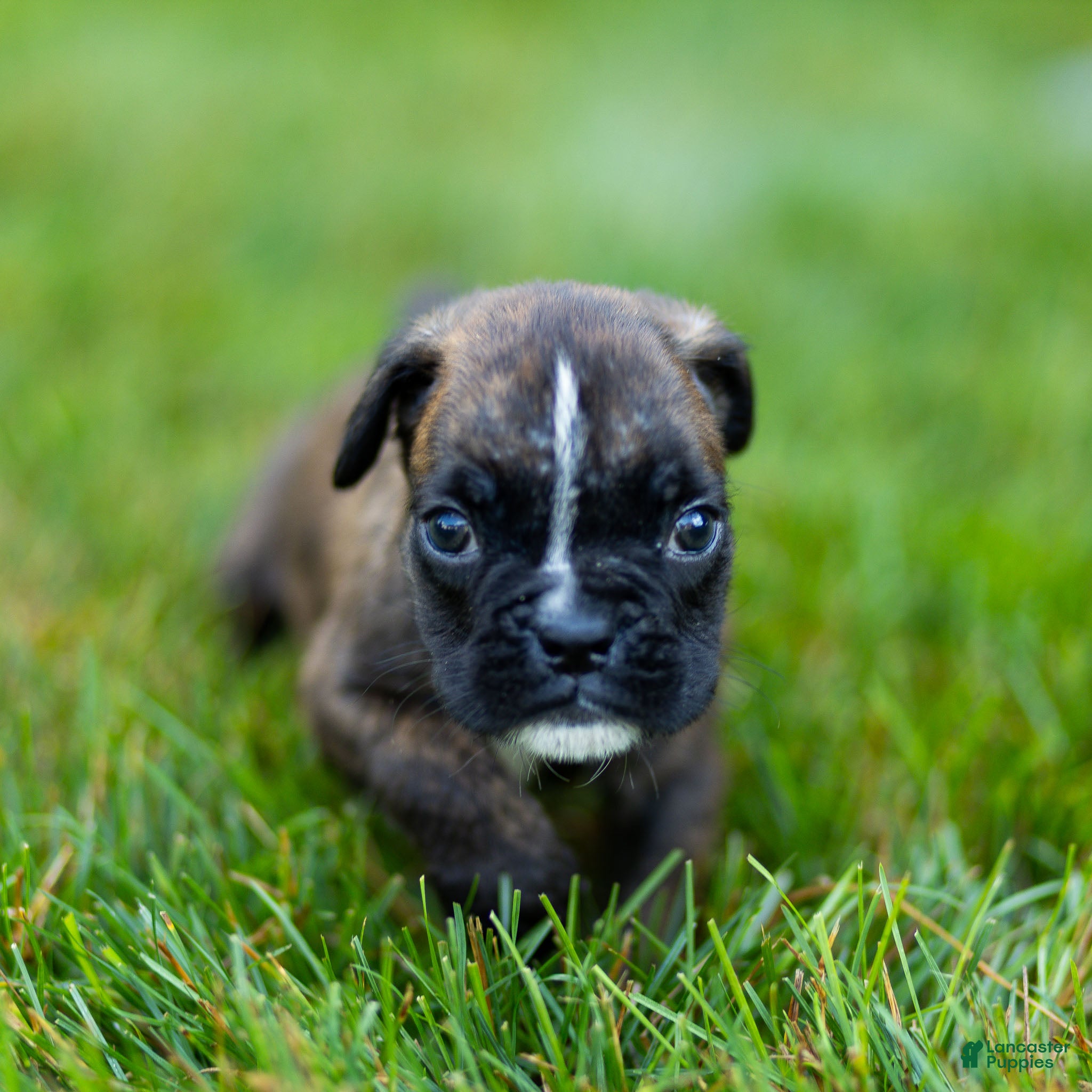 Boxer dogs Larry Boxer Puppy  - Ad 1