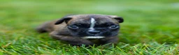 Boxer dogs for sale: Larry Boxer Puppy  - Ad 10