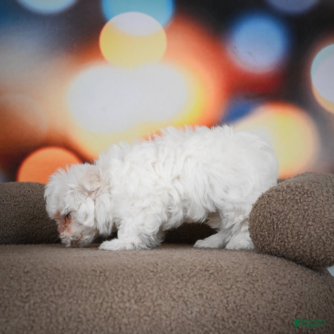 Maltese dogs for sale: Bentley - Ad 5