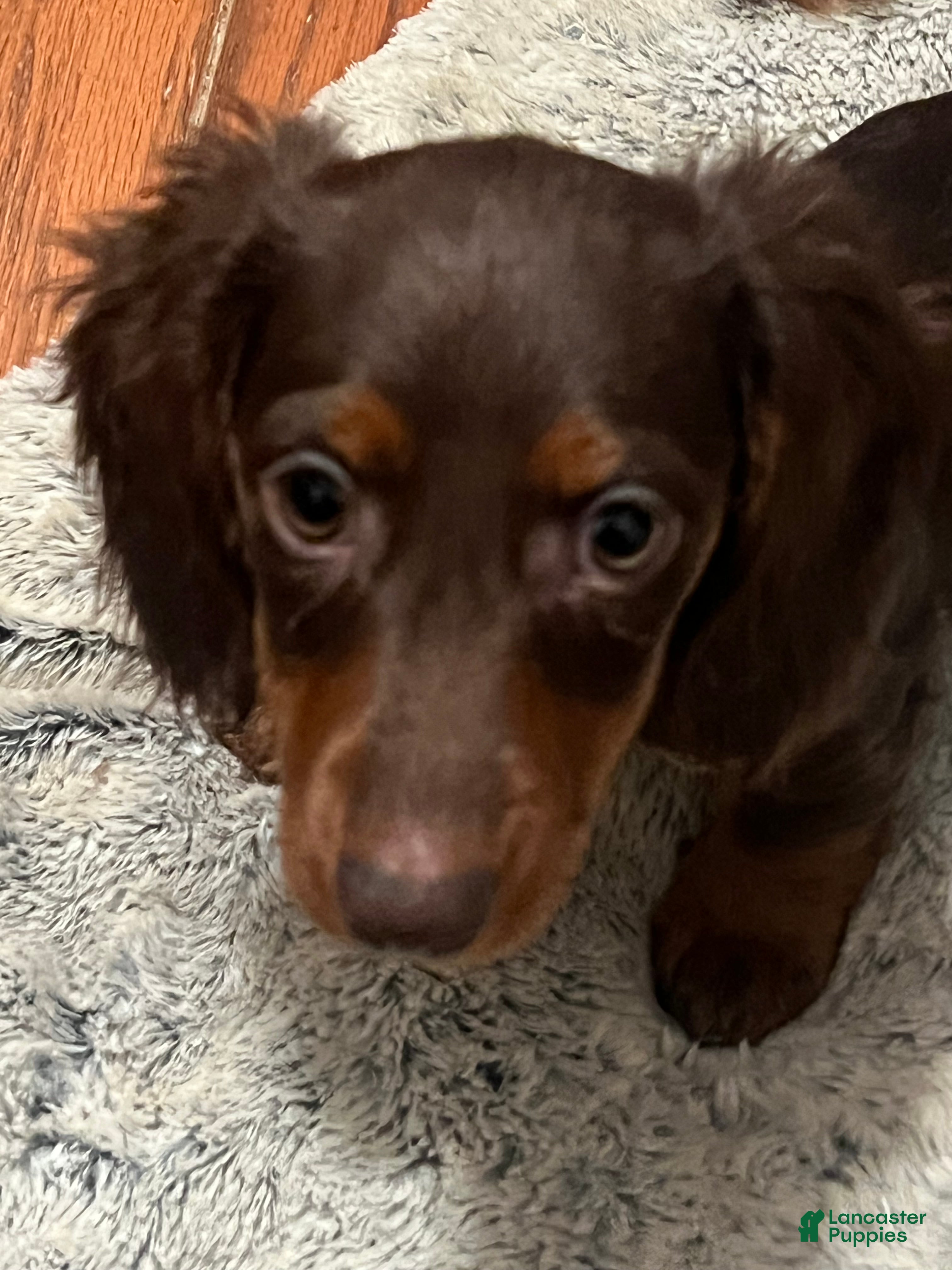 Miniature Dachshund dogs 🫧 Oreo - Ad 1