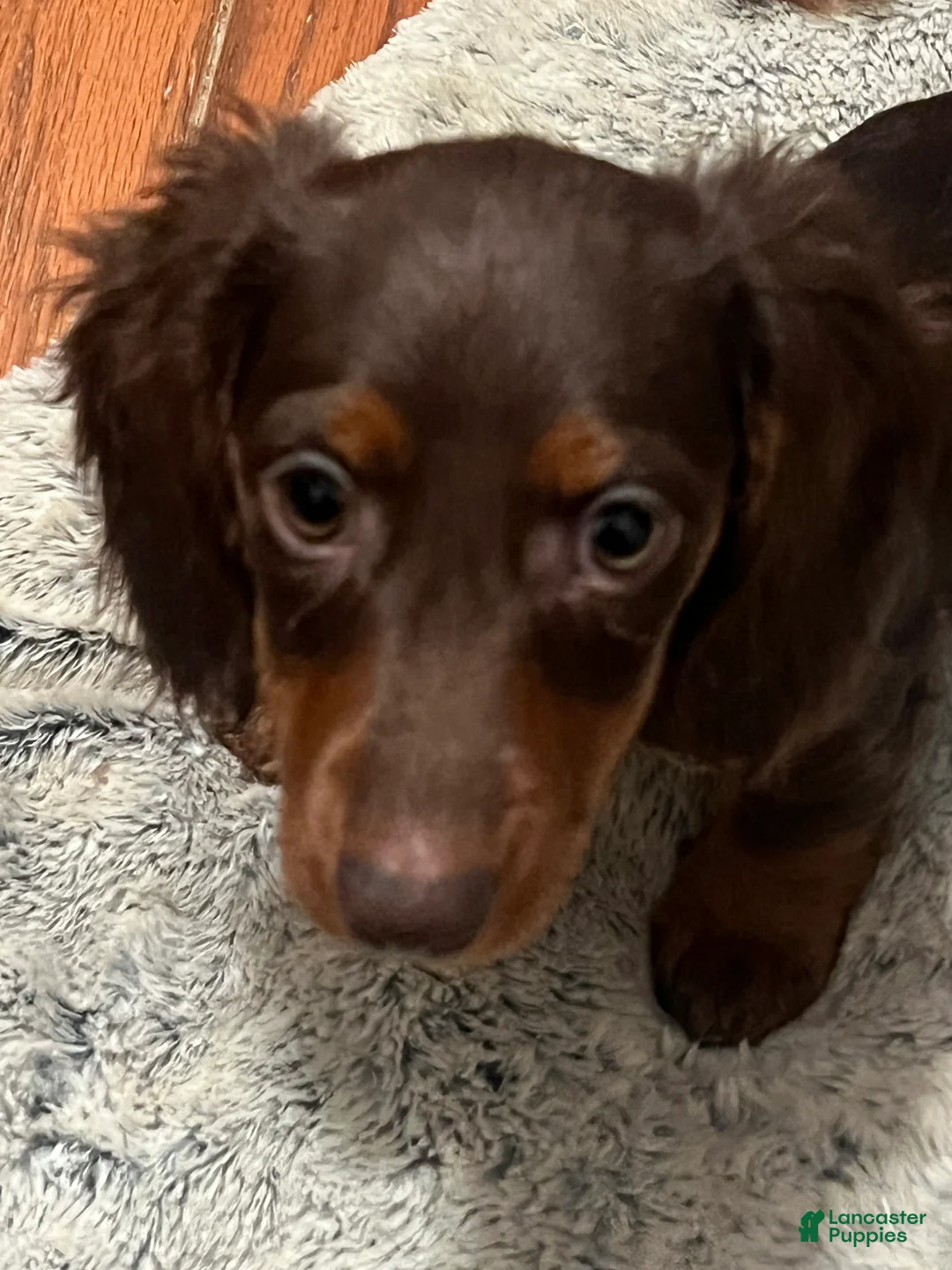 Miniature Dachshund dogs for sale: 🫧 Oreo - Ad 1