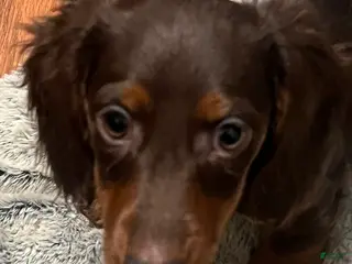 Miniature Dachshund dogs for sale: đź«§ Oreo - Ad 3