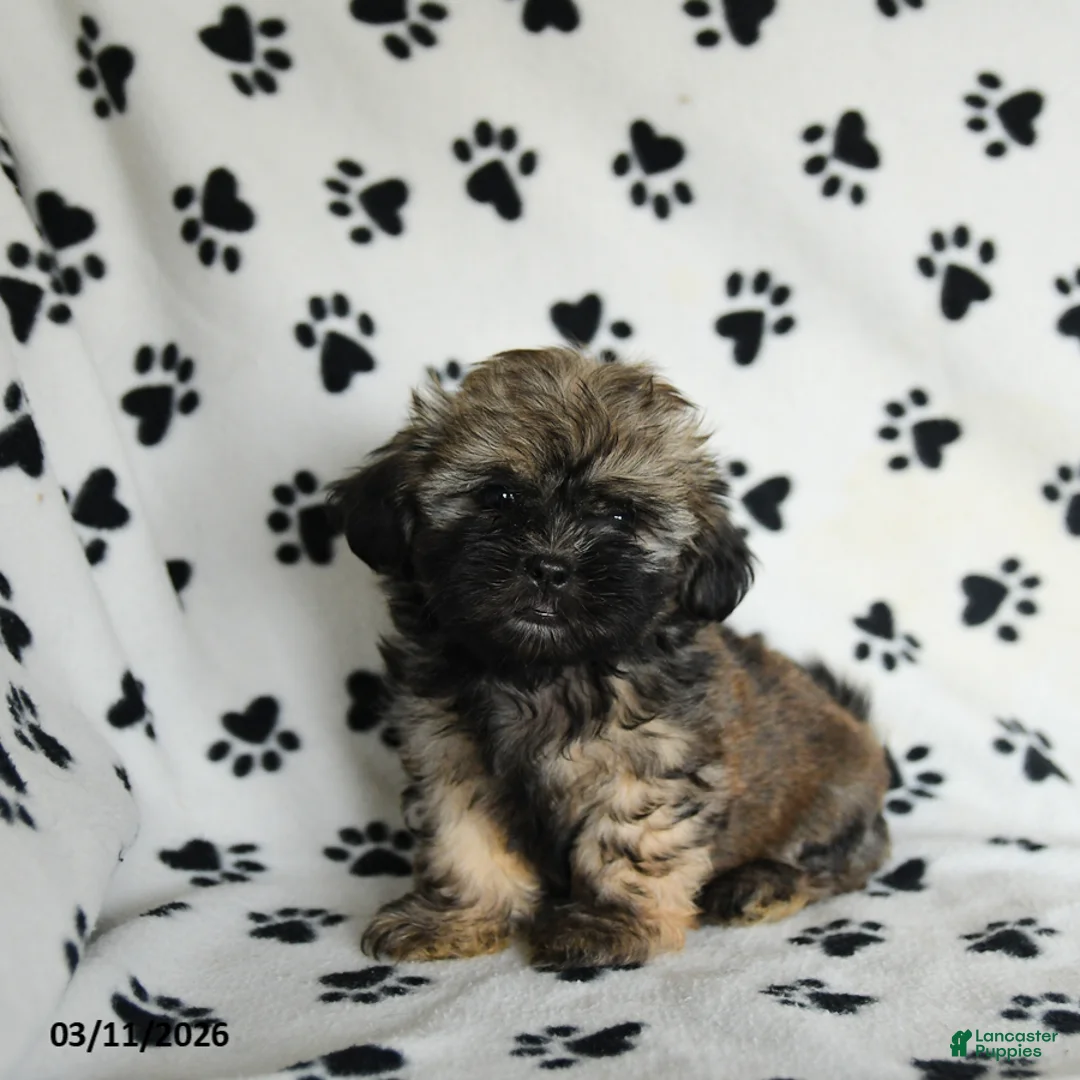 Shih Tzu dogs for sale: Zane - Ad 1