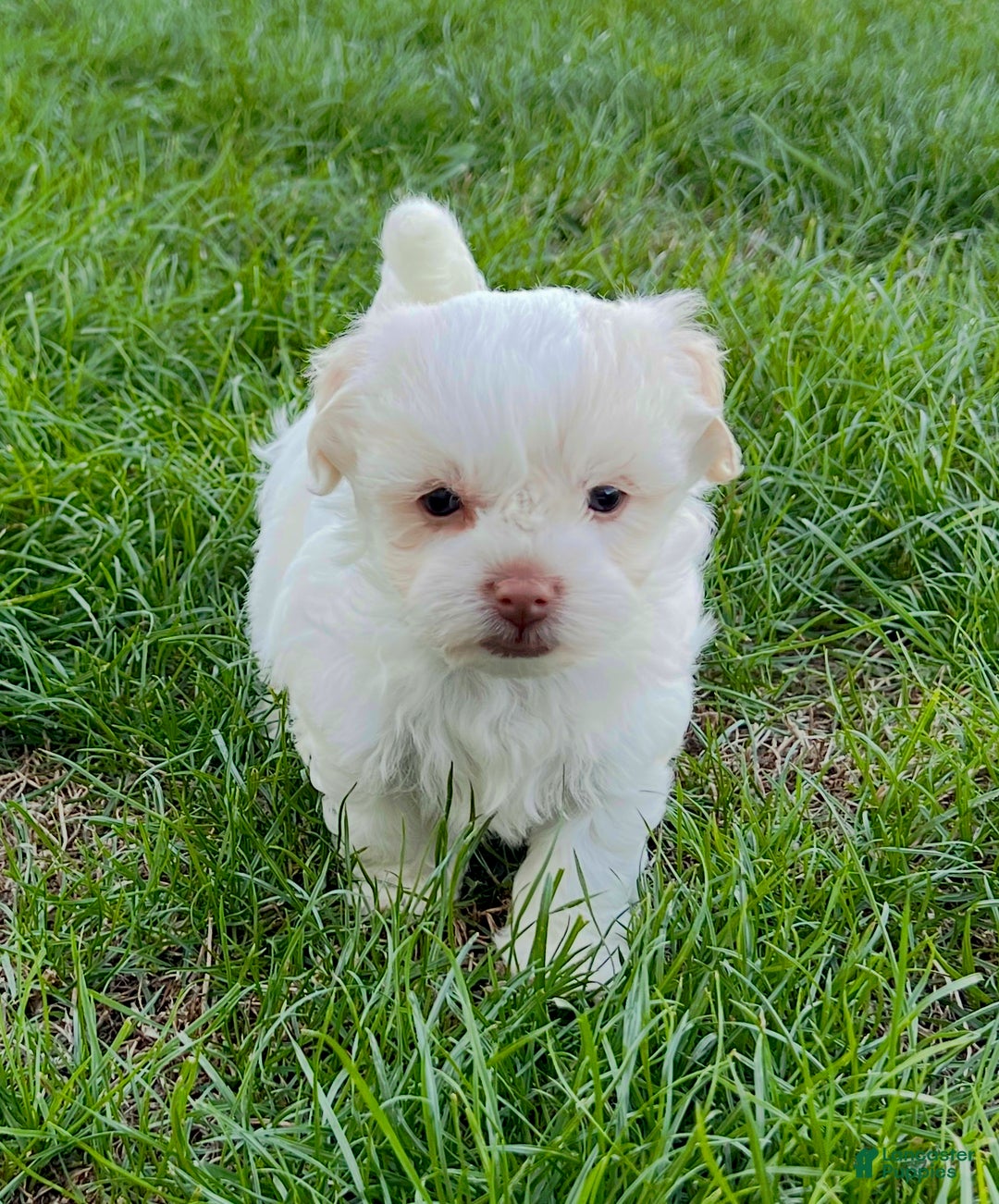 Havanese dogs for sale: Angie - Ad 5