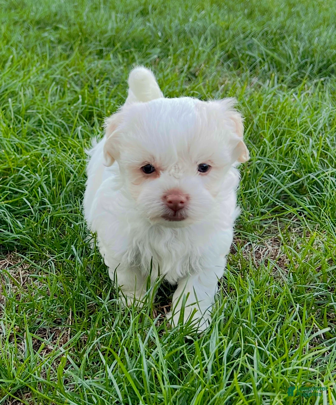 Havanese dogs for sale: Angie - Ad 5