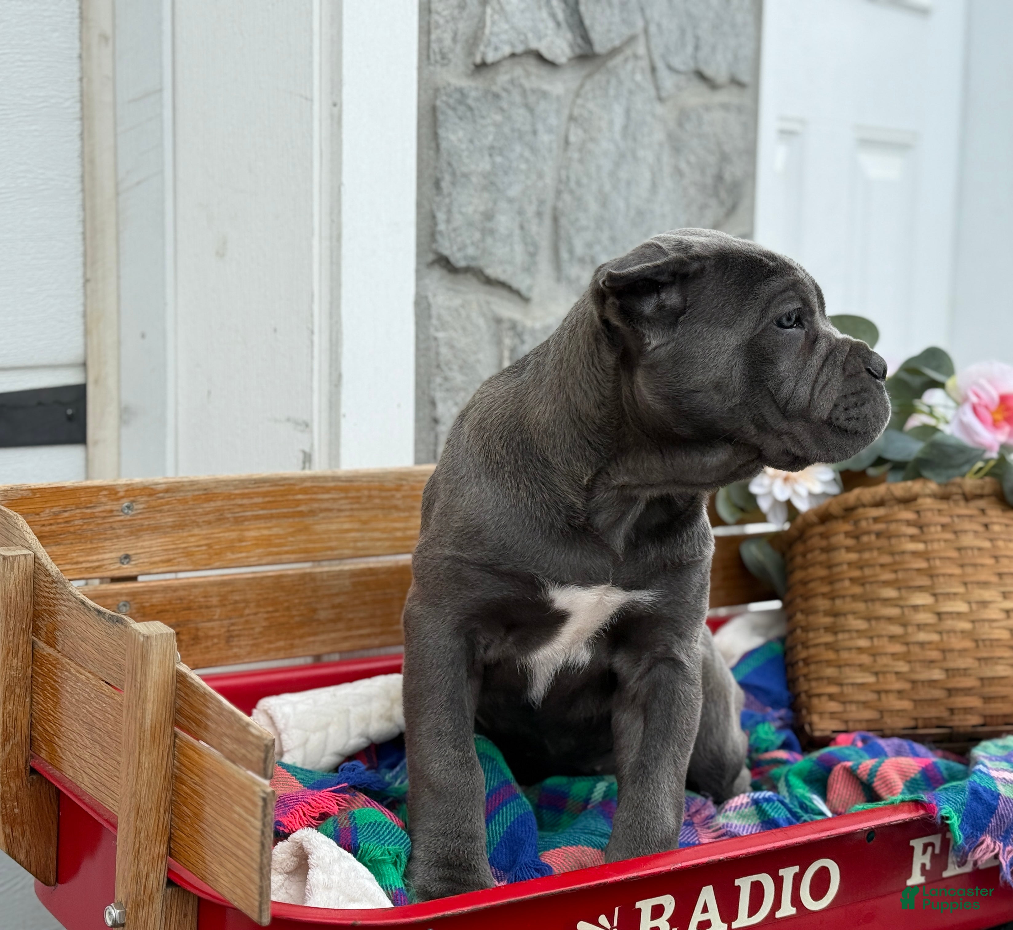 Cane Corso dogs Blossom - Ad 2