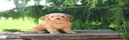 Cockapoo dogs for sale: Tulip - Ad 3