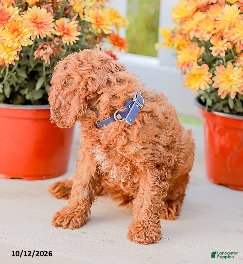 Miniature Poodle dogs Jerry - Ad 2