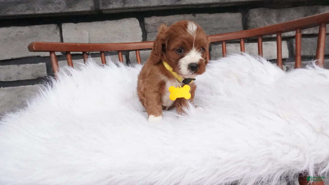 Cavapoo dogs for sale: Bessie  - Ad 1