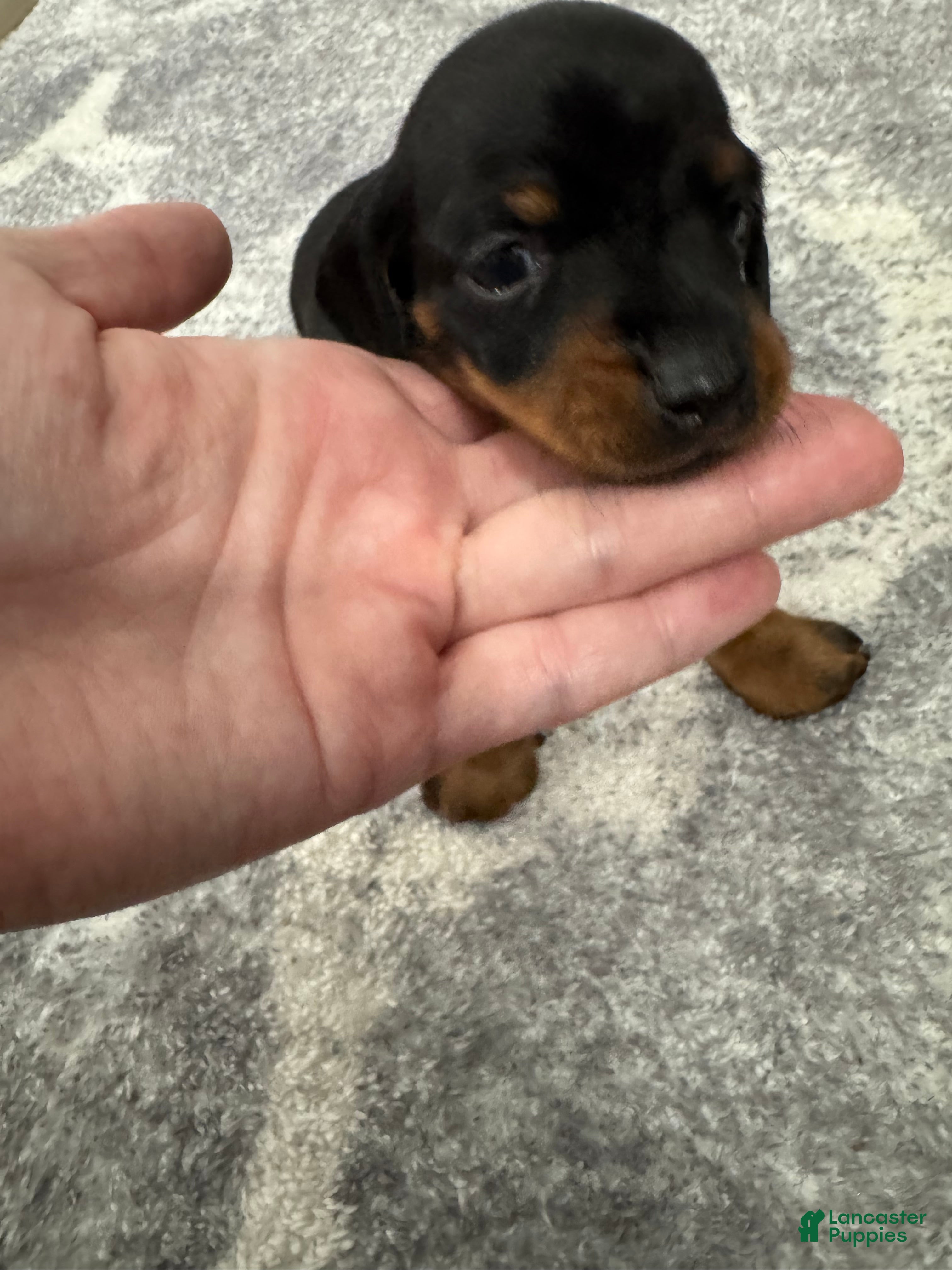 Miniature Dachshund dogs Miniature Dachshund 4 - Ad 2