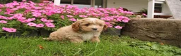 Cavapoochon dogs for sale: Max - Ad 4