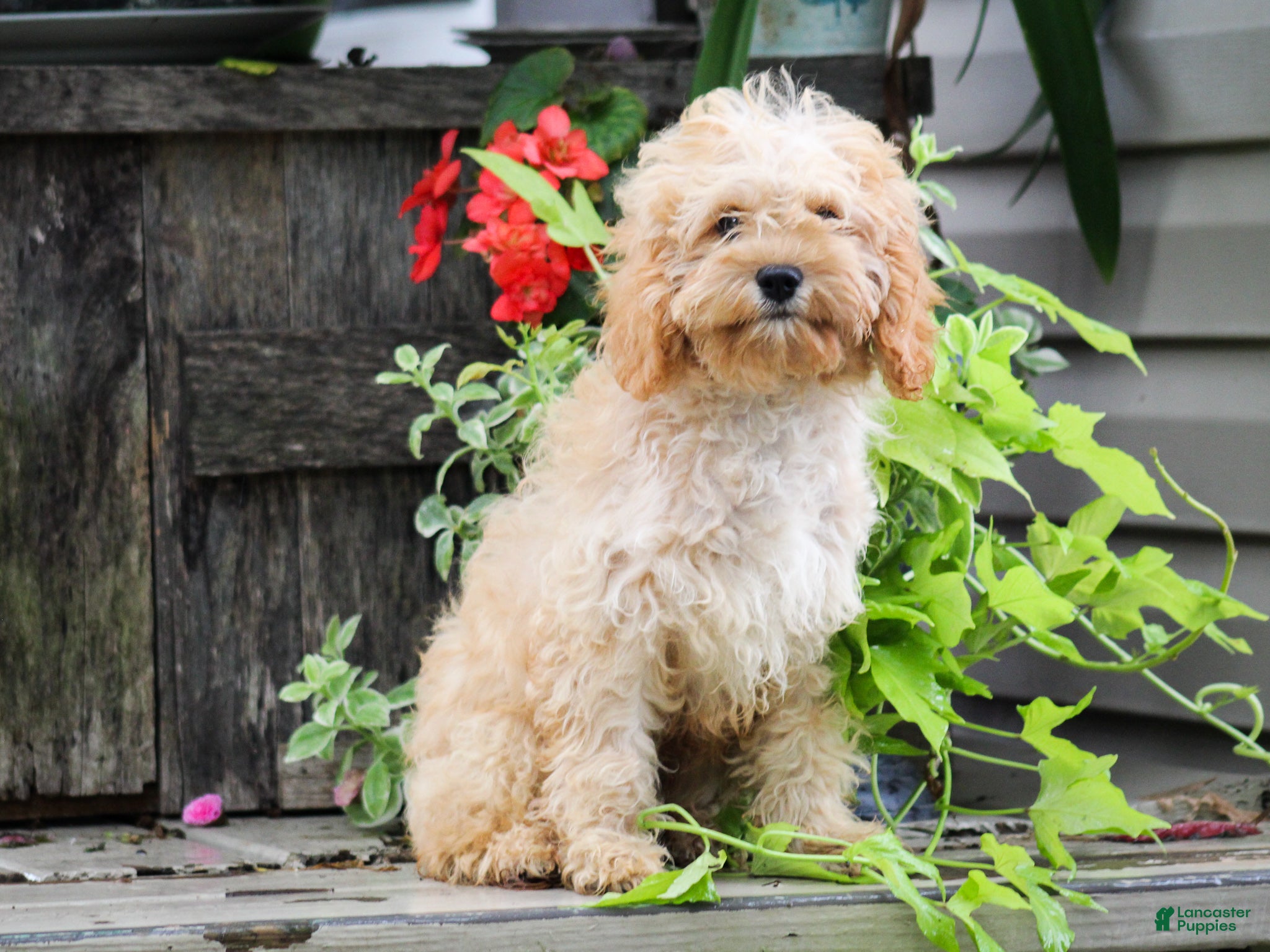 Cavapoo dogs Rex Cavapoo Puppy - Ad 1