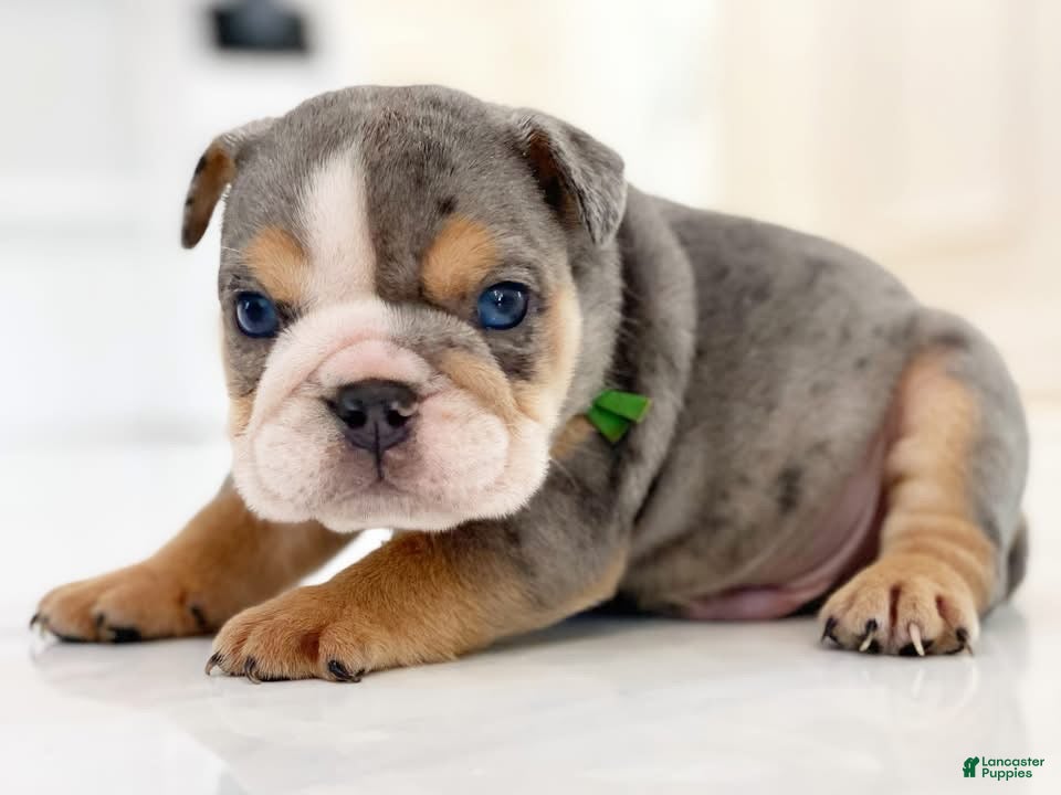 English Bulldog dogs Nicky - Ad 18