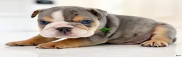 English Bulldog dogs for sale: Nicky - Ad 11