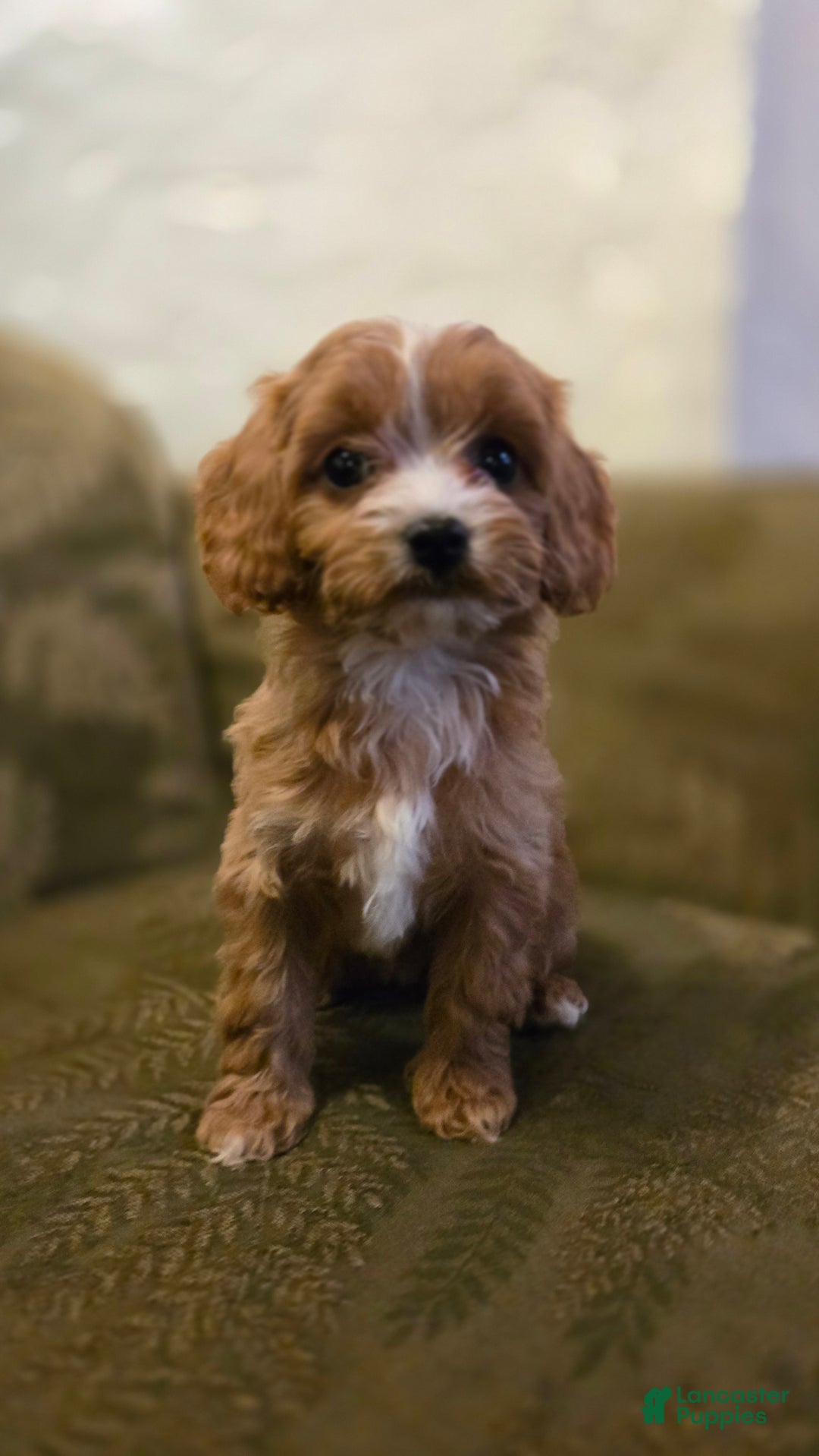 Cavapoo dogs for sale: Wren - Ad 3