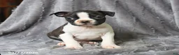 Boston Terrier dogs for sale: Rascal - Ad 4