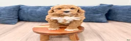 Mini Goldendoodle dogs for sale: Macy - Ad 2