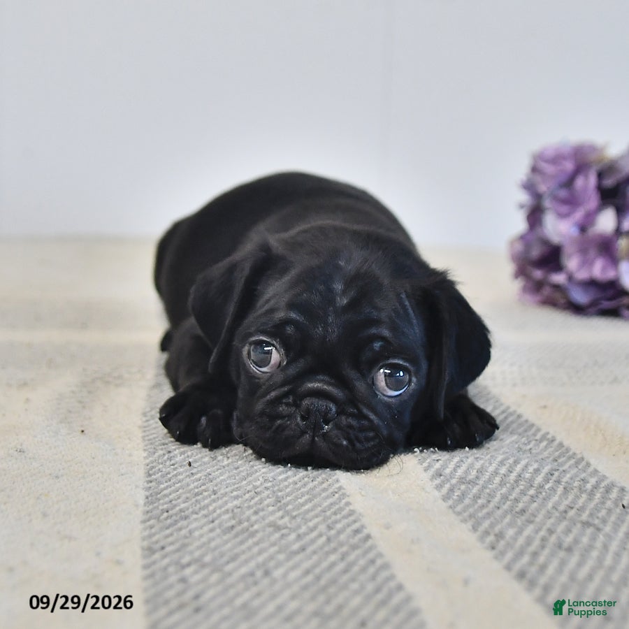 Pug dogs Odie - Ad 1