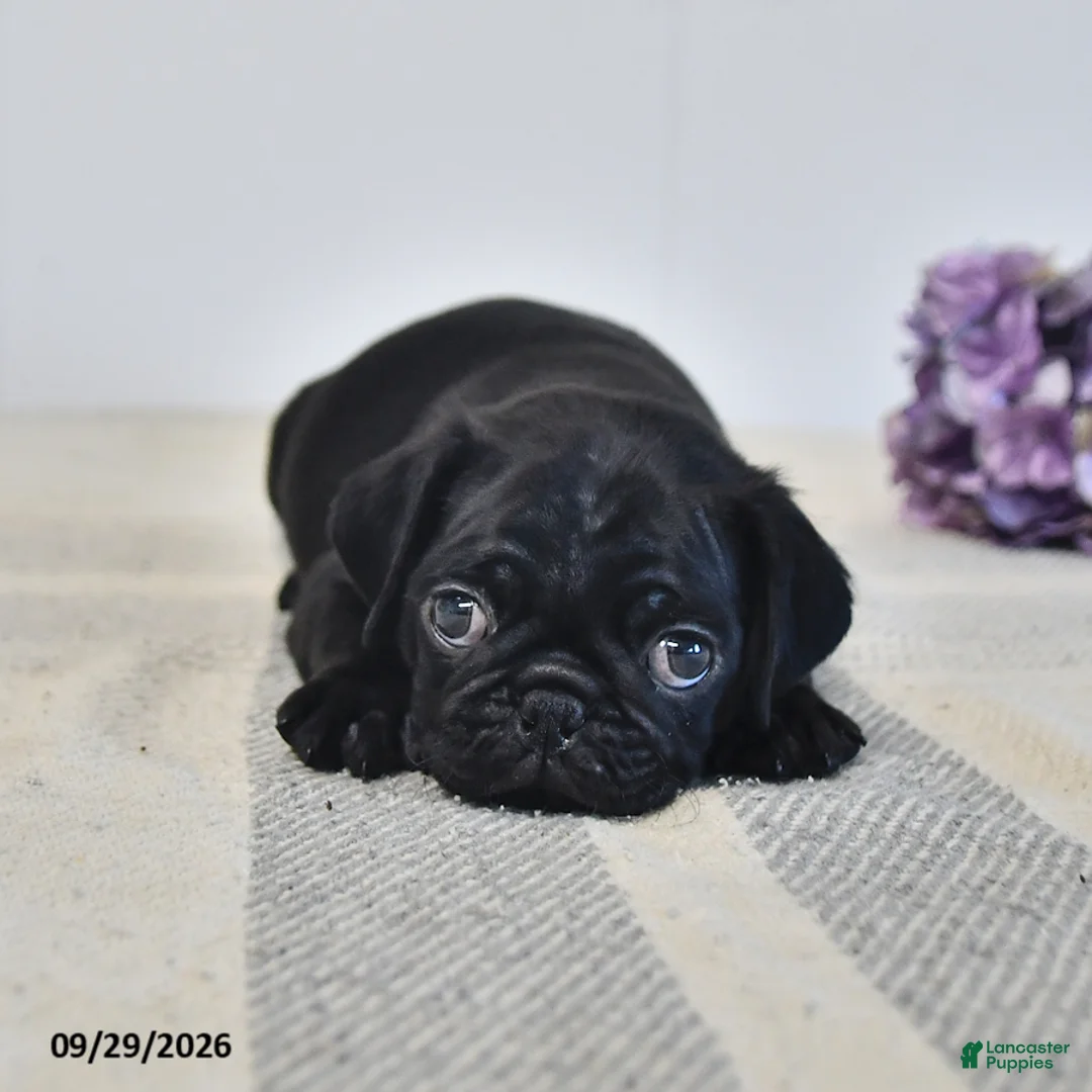 Pug dogs for sale: Odie - Ad 1