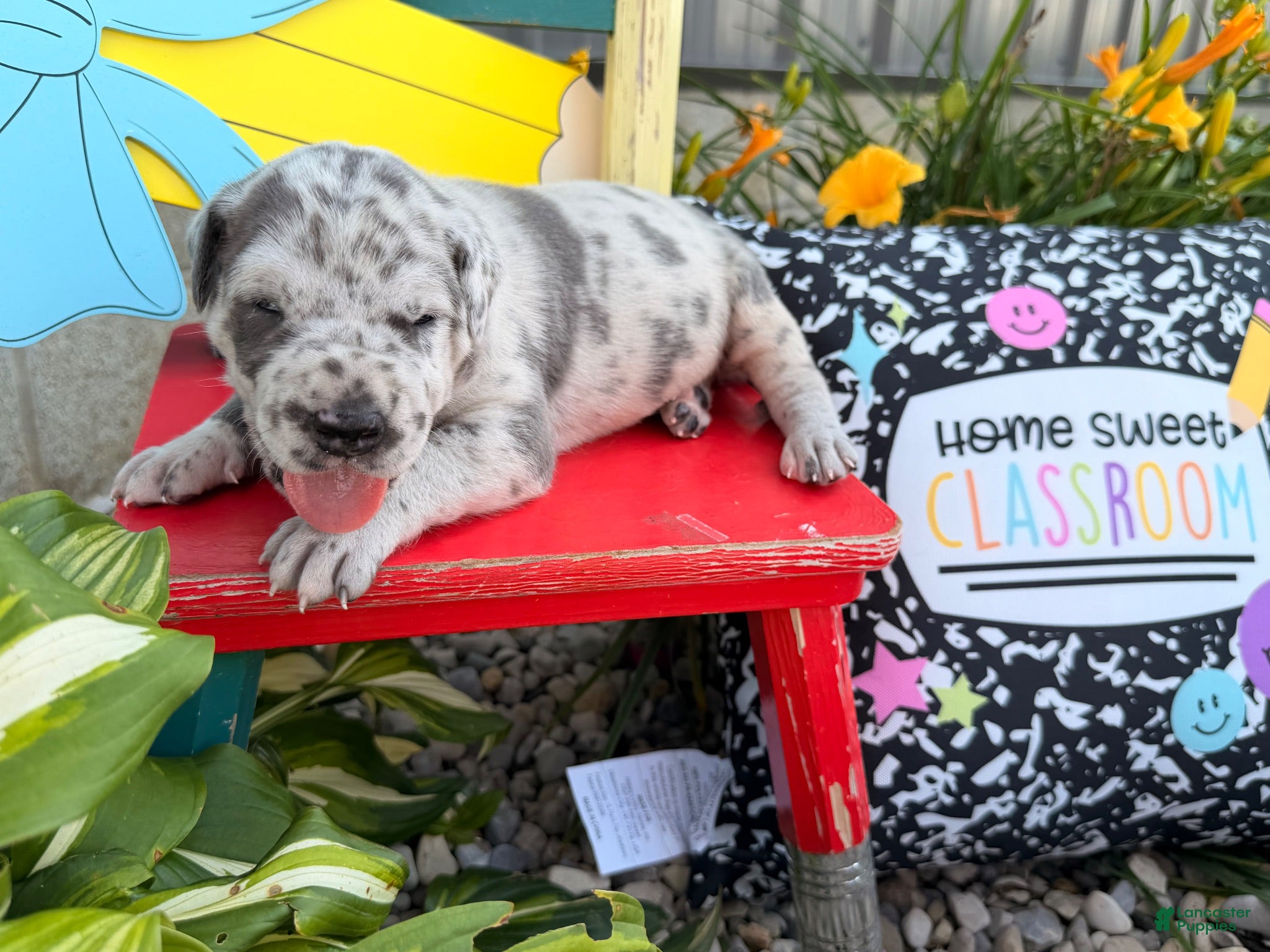 Great Dane dogs Lynnette  - Ad 2