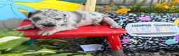 Great Dane dogs for sale: Lynnette  - Ad 2