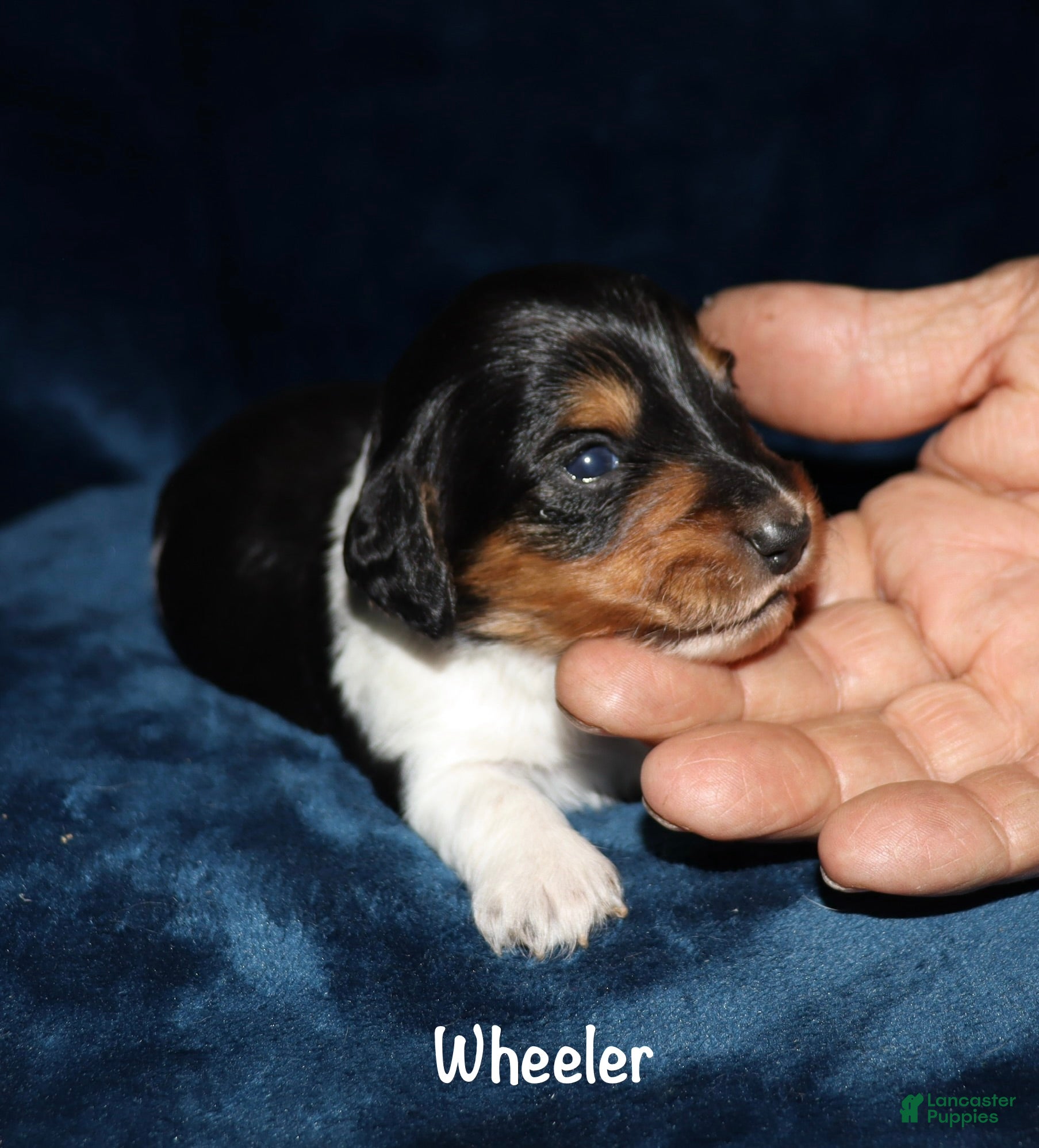 Miniature Dachshund dogs Wheeler - Ad 14