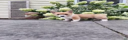 Welsh Corgi Pembroke dogs for sale: Welsh Corgi Pembroke 1 - Ad 3